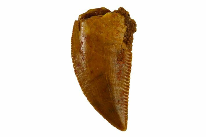 Serrated, Raptor Tooth - Real Dinosaur Tooth #115861